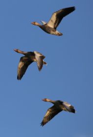 IMG_2665.jpg