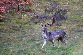 IMG_0619.JPG