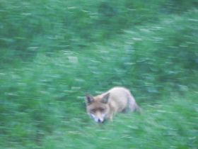 Fuchs.JPG